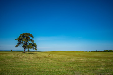 lone tree in a field with bright blue sky