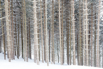 Fototapeta premium Winter wood in snow