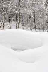 Snow dell in wood