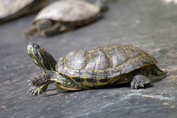 Small turtles in an ornamental pond