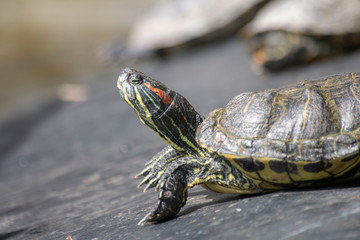 Small turtles in an ornamental pond