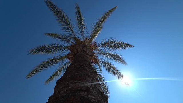 4K Palm leaf plays with the sun
