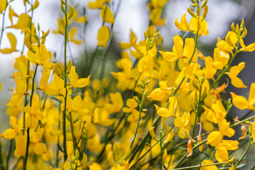 Yellow Spanish Broom (Spartium junceum)