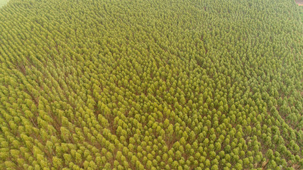 Plantation of eucalyptus trees, view from above. Eucalyptus forest.