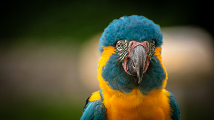 Obraz premium Blue and Gold Macaw