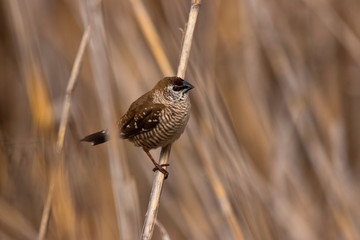 Plumb headed finch portrait