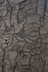 Cracks on the bark of a chestnut trunk in autumn in daylight.