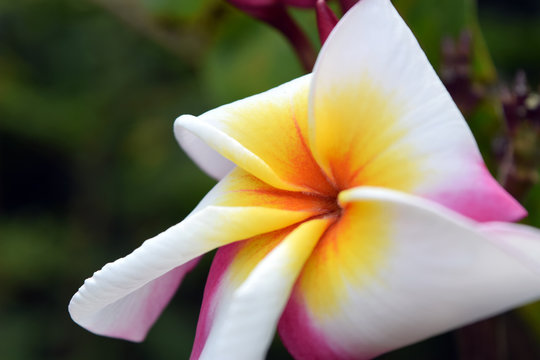 Starburst Plumeria