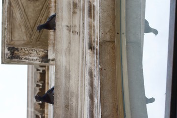 pigeons of venice III