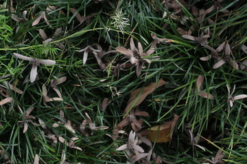 Old leaves on the grass