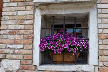 window with flowers