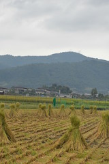 京都北嵯峨田舎田園風景