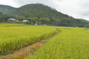 京都北嵯峨田舎小道