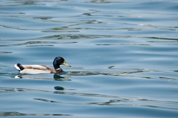 mallard chilling