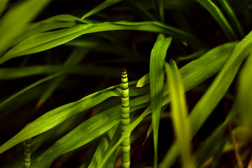 Equisetum arvense - Cola de caballo