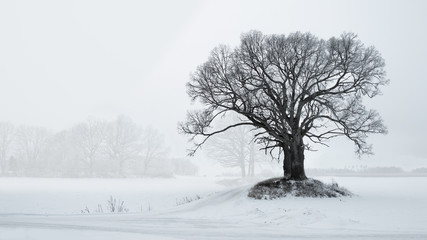 Fototapeta na wymiar Bare old oak tree by small road in foggy winter landscape, copyspace