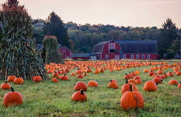 Pumpkins placed for picking near red barn in early morning dew grass, Sparta, NJ