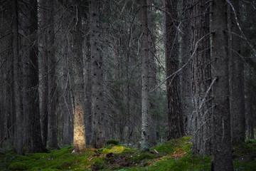 Spooly Scandinavian conifer forest in the last low light before sunset