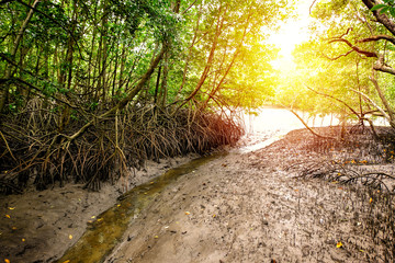 mangrove field at Toong Prong Tong