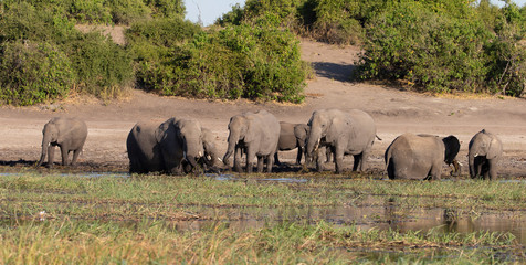 Elephant on the Chobe River Botswana