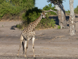 Naklejka na ściany i meble Angolan giraffe, also known as Namibian giraffe in Botswana Africa