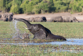 Elephant on the Chobe River Botswana
