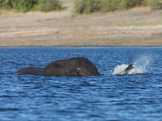 Fototapeta premium Elephant on the Chobe River Botswana