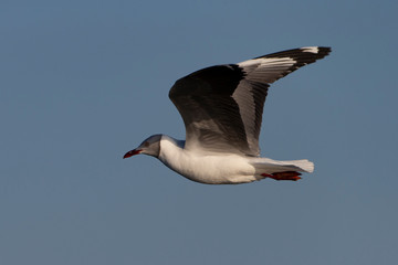 Grey-headed Gull flying over Chobe River