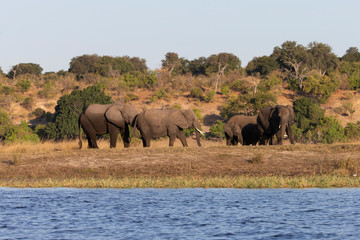 Obraz premium Elephant on the Chobe River Botswana 