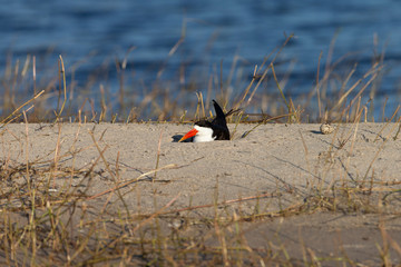 Black Oyster Catcher on Nest