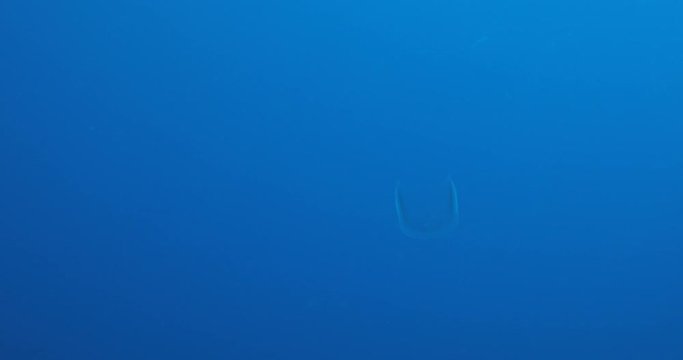 Massive school of skipjack Bonito. Mexico.