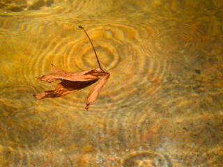Hoja flotante 