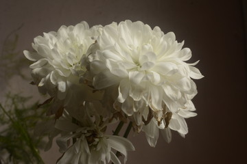 bouquet of flowers on white background