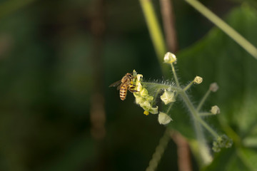 アレチウリの花に来たミツバチ