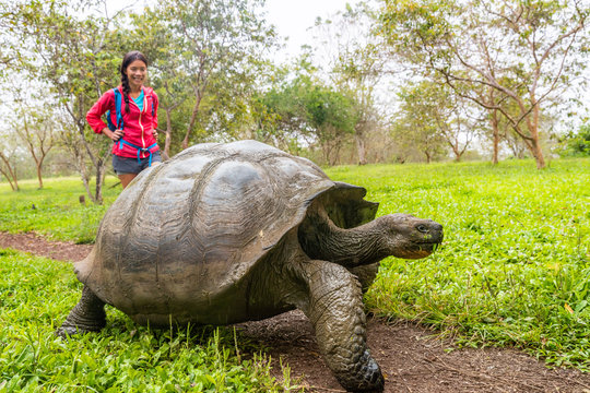 Galapagos Giant Tortoise and woman tourist on Santa Cruz Island in Galapagos Islands. Animals, nature and wildlife photo close up of tortoise in the highlands of Galapagos, Ecuador, South America.