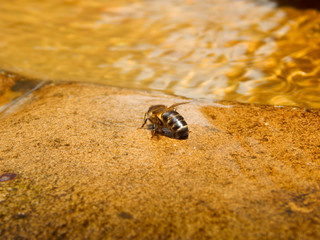 Miel en forma de agua 