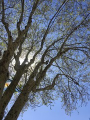 Fototapeta premium tree and blue sky and sunshine and Argentina flag