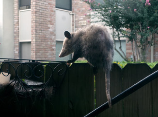 Adult female Virginia opossum (Didelphis virginiana), commonly known as the North American opossum  on the fence