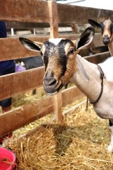 Goats at The Great Frederick Fair