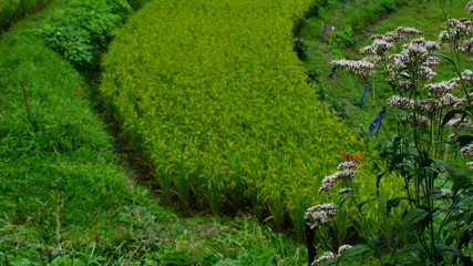 Obraz premium 稲渕の棚田