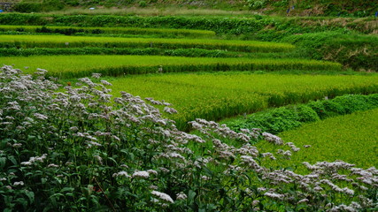 稲渕の棚田