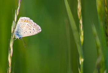 blue butterfly polyommatus bellargus
