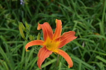 Obraz premium Beleza da Natureza