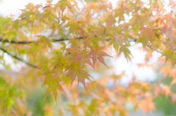 Autumn Foliage In Ushiku Buddha.