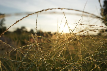 dry grass in the wind