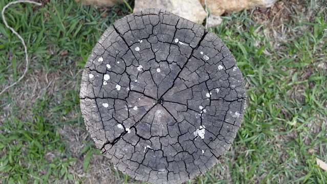 Tronco