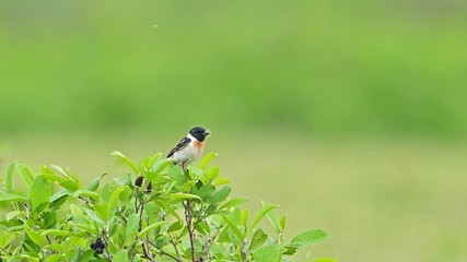 新緑に包まれた湿原で子育てに大忙しのノビタキオス＠メグマ沼、北海道