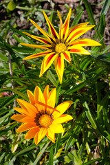 Two yellow flowers