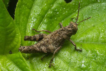 brown grasshopper in nature