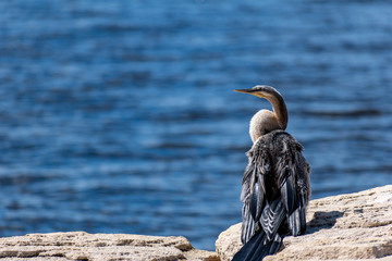 Darter bird by the sea